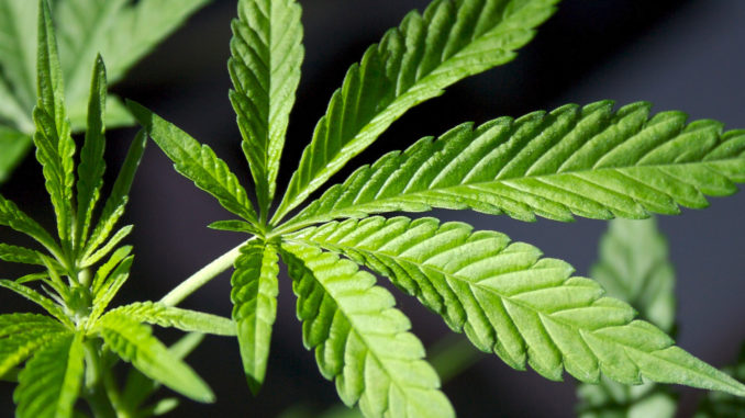 Detailed picture of a marijuana plant
