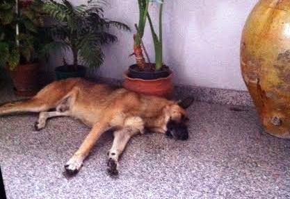 CANE-avvelenato-mandatoriccio