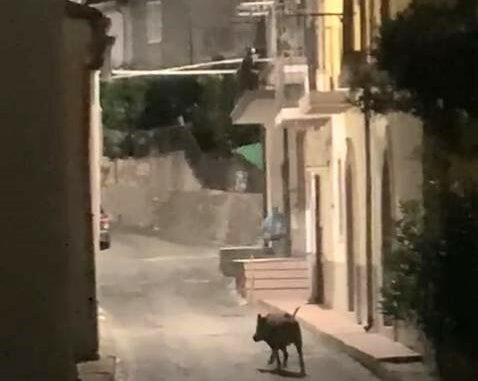 CINGHIALE SCALA COELI2023