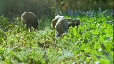 CINGHIALE