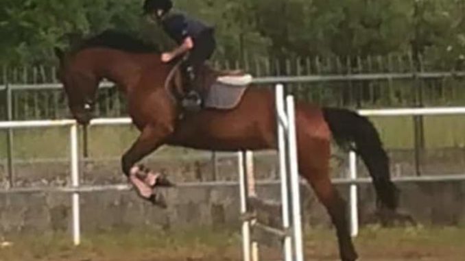 CROSIA il piccolo Nicolo, 9 anni, continua a vincere gare di equitazione5