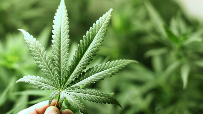 Cannabis-uso-terapeutico