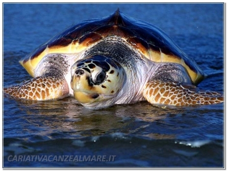 Karetta-carettA-TARTARUGA