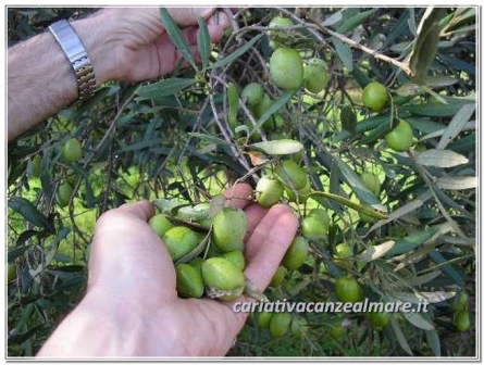 MANI-raccolta_olive-2013
