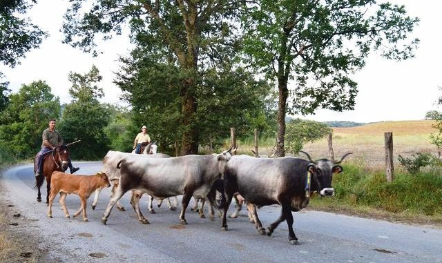 TRANSUMANZA UMBRIATICO 2018