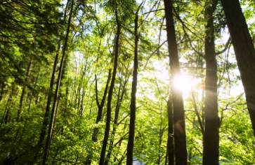 bosco_alberi20sole
