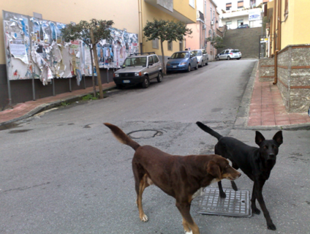 cani20randagi