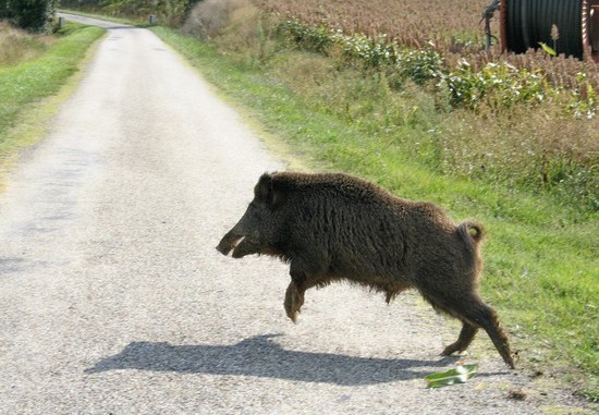 cinghiale-strada