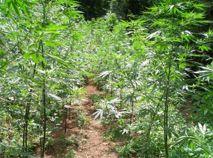 marijuana PIANTE DROGA