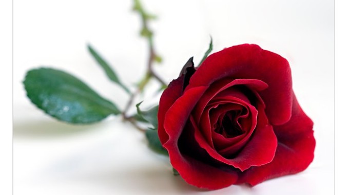 rosa_rossa