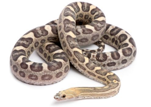 serpente