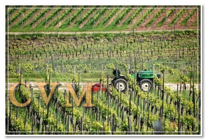 trattore-nel-vigneto-vigna
